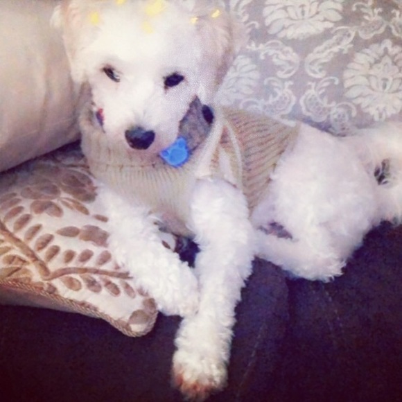 Meet your Posher, Kemmy - Picture 2 of 2